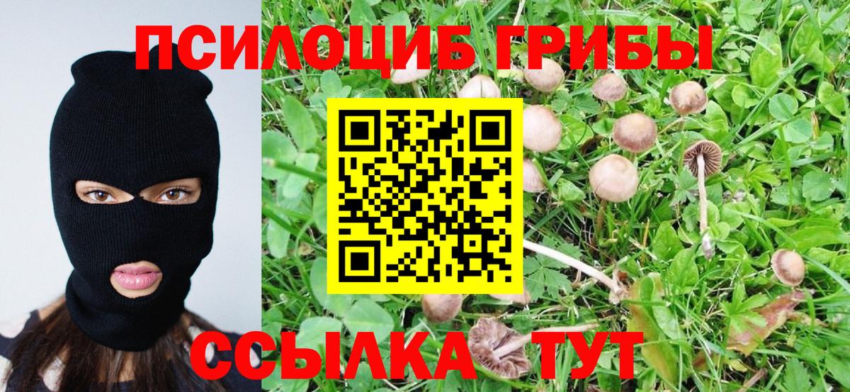Рассказово  Псилоцибиновые грибы Psilocybe  Вход с VPN 